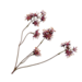 Silk-Ka CAPPARIS TAK BORDEAUX 74 cm