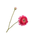 Silk-Ka RANONKEL TAK ROZE 60 cm