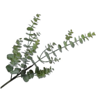 Silk-Ka EUCALYPTUS TAK GROEN 81 cm Silk-Ka EUCALYPTUS TAK GROEN 81 cm