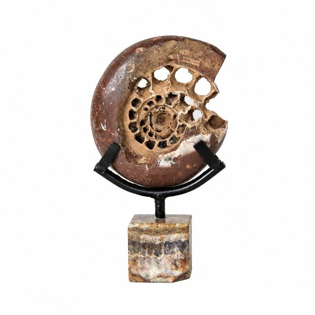 PTMD Yuria Natural open ammonite ornament cube stand M