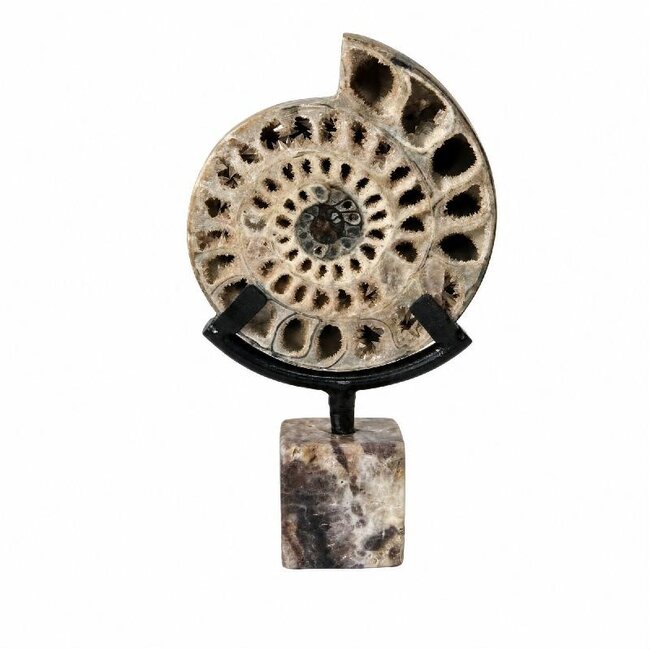 PTMD Yuria Natural open ammonite ornament cube stand S