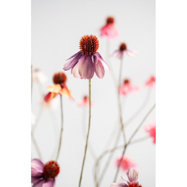 Silk-Ka RUDBECKIA TAK LAVEND 95 cm