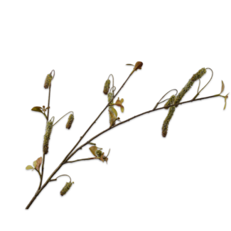 Silk-Ka ALNUS TAK GROEN 81 cm Silk-Ka ALNUS TAK GROEN 81 cm