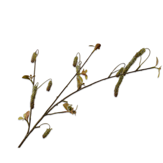 Silk-Ka ALNUS TAK GROEN 81 cm