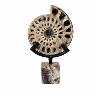 PTMD Yuria Natural open ammonite ornament cube stand S PTMD Yuria Natural open ammonite ornament cube stand S