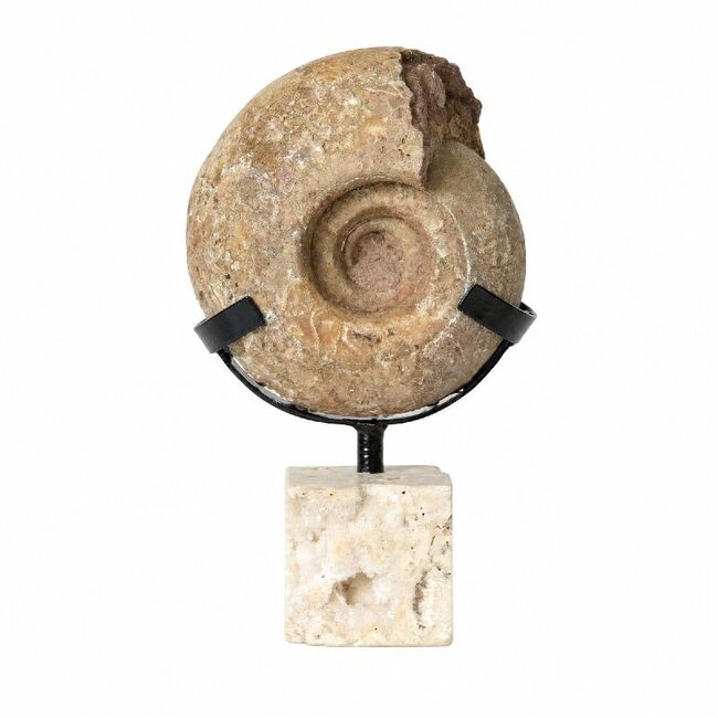 PTMD Yuria Natural rough ammonite ornament on cube XS