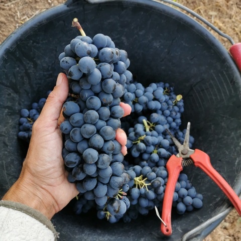 De druiven van Domaine des Passages