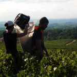 Le Chemin de Traverse - Beaujolais