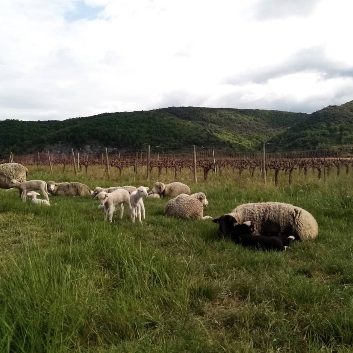 Schapen bij La Vrille et le Papillon