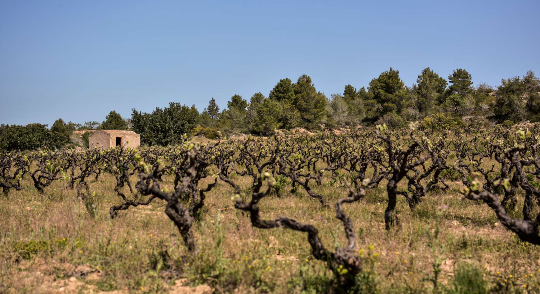 Macabeu Celler del Cesc