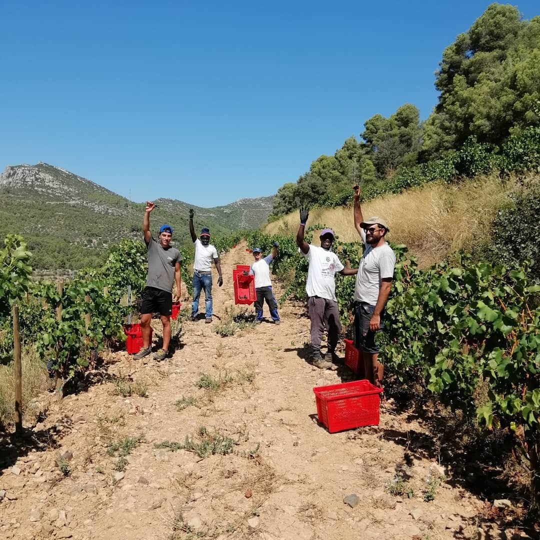 Vendanges Celler del Cesc
