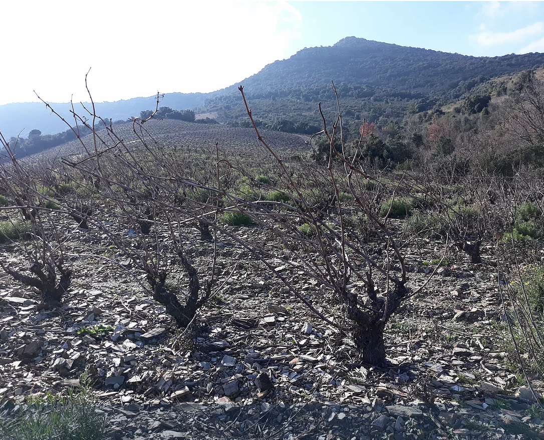 Les Vignes Débit d'Ivresse