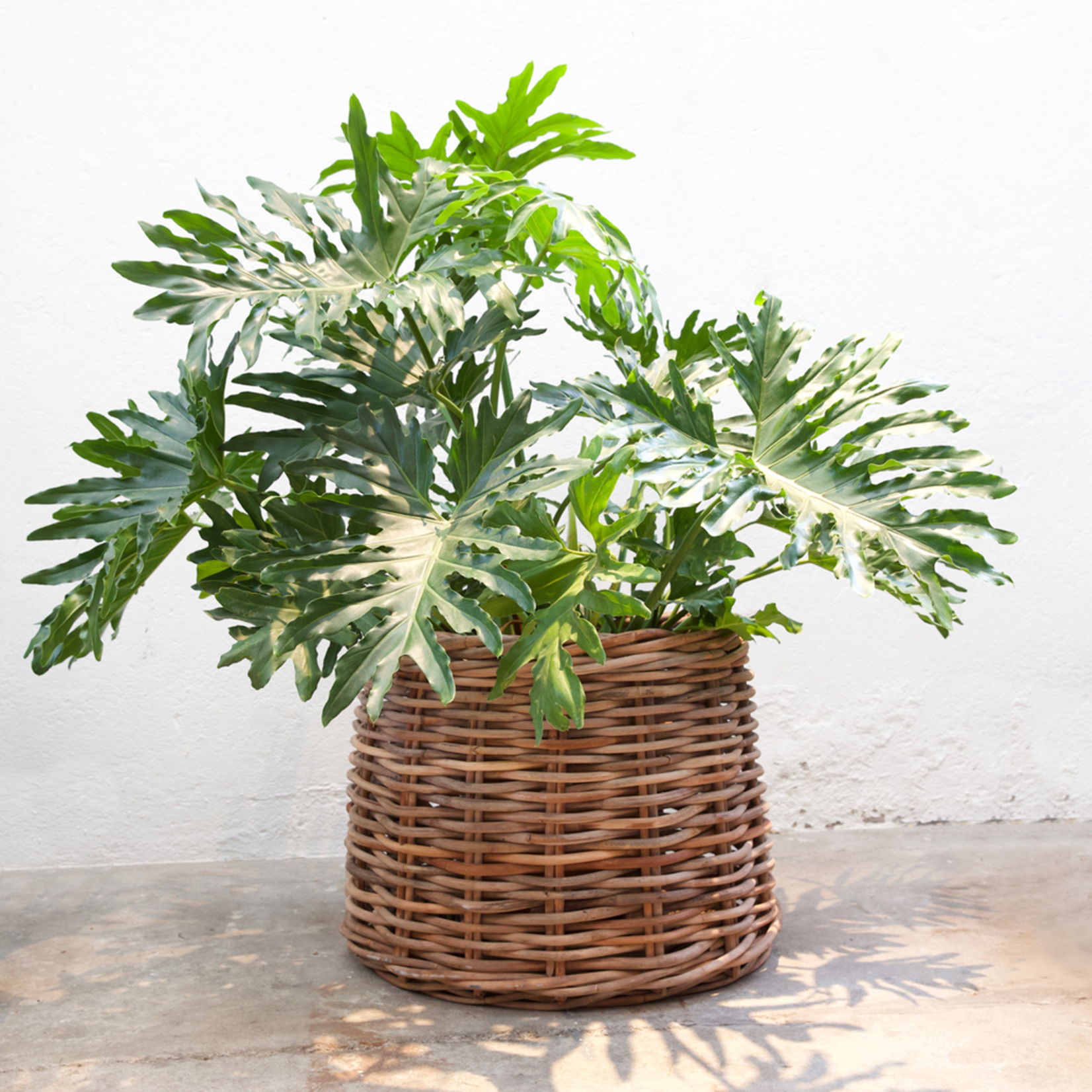 Ravenna Rattan Korb D70/60xH55cm