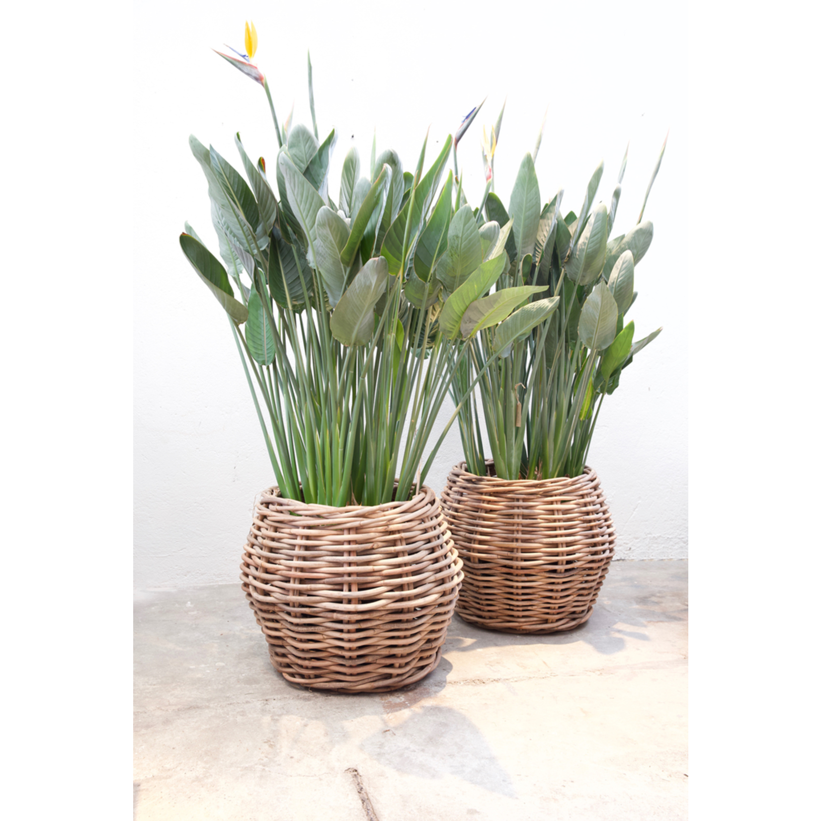 Santa Fe Rattankorb D65xH55cm