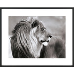 Bild Male Lion, Namibia 62x77cm