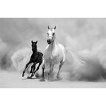Foto auf Plexiglas HORSES 100x150cm