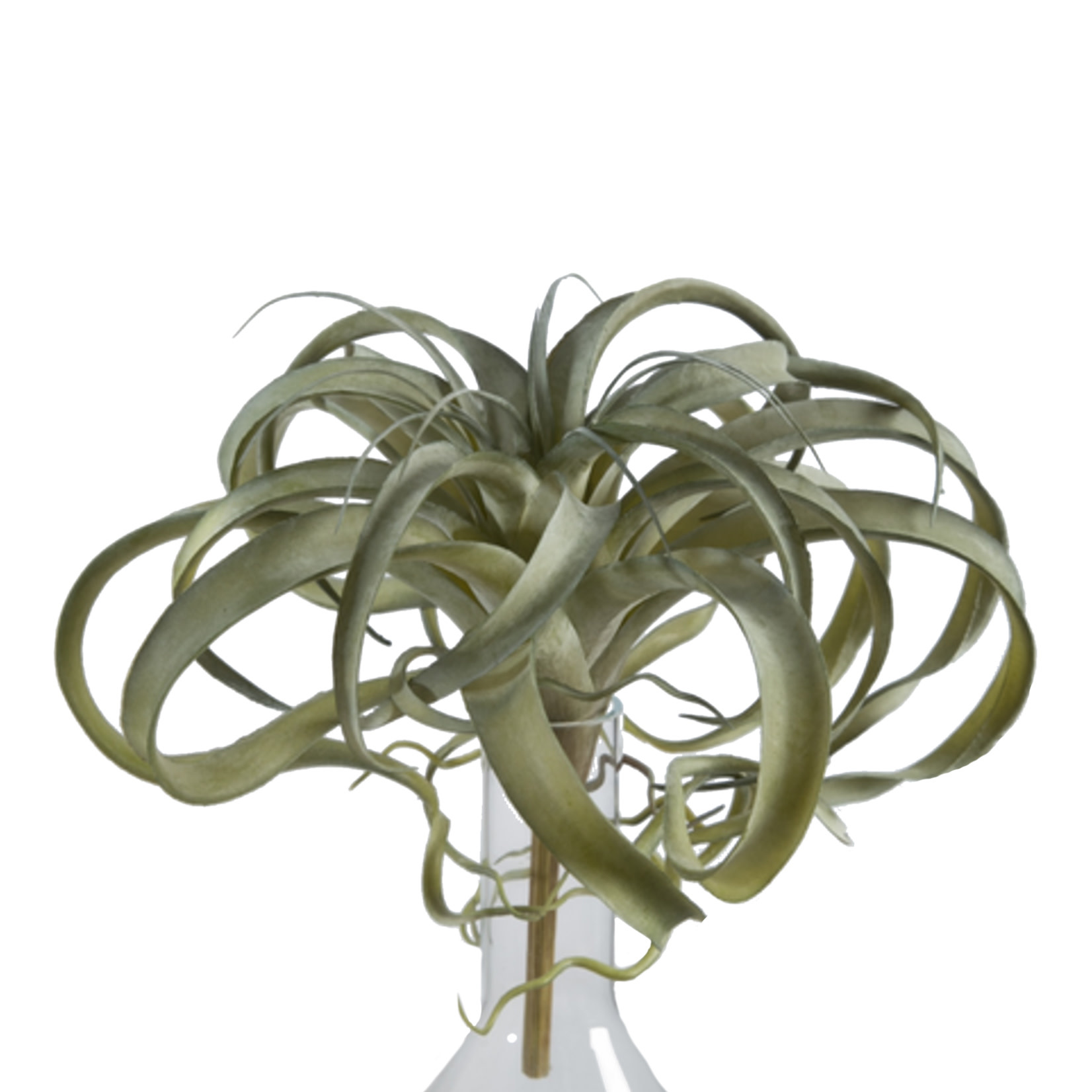 Kunstpflanze Tillandsien ca. 30cm - Spectroom living and more GmbH