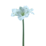 Kunstpflanze Amaryllis weiss ca. 76 cm