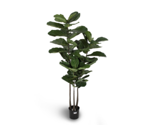 monstera croatii Monstera croatii (XL) – Amazon Garden Thailand