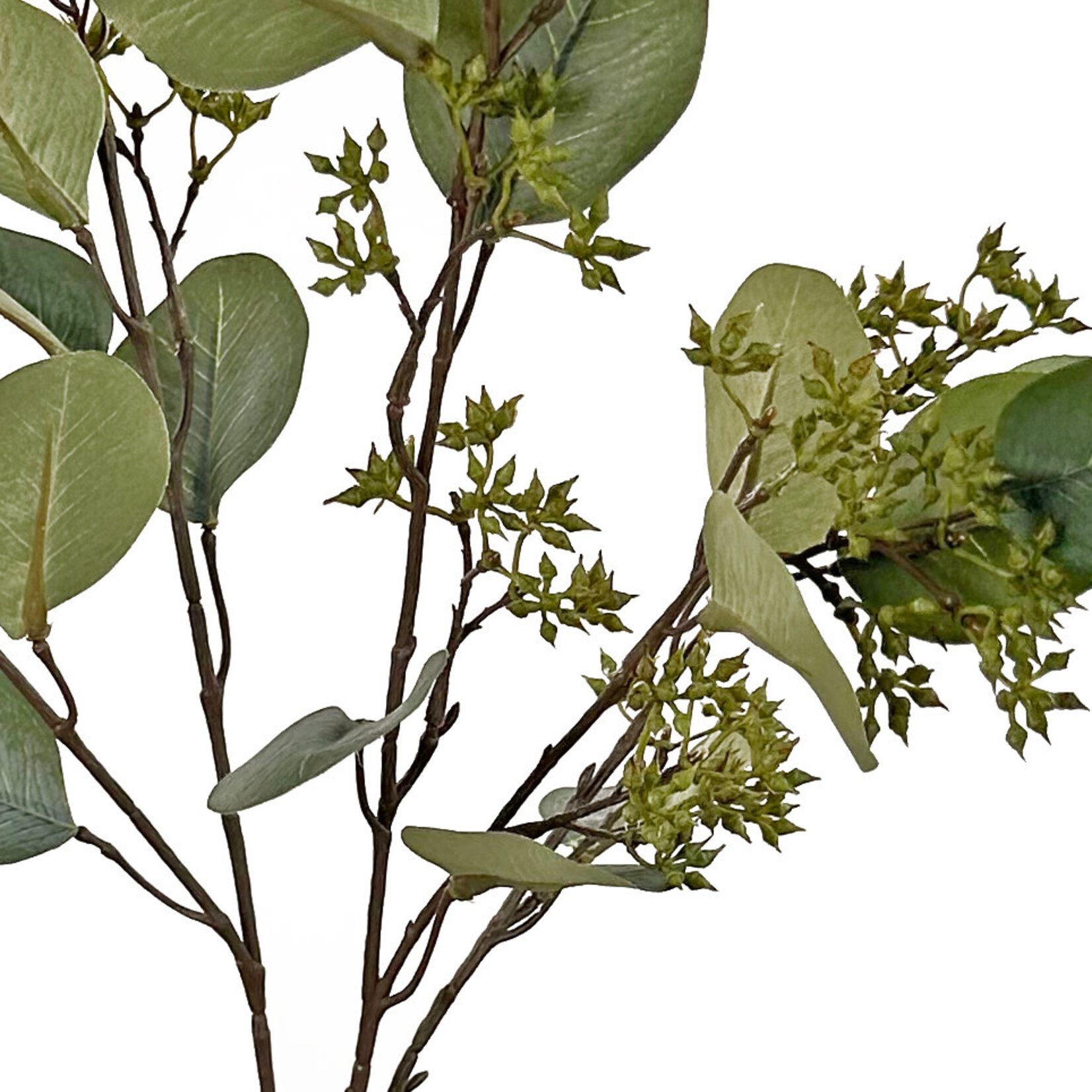 Eucalyptus Zweig, 75cm