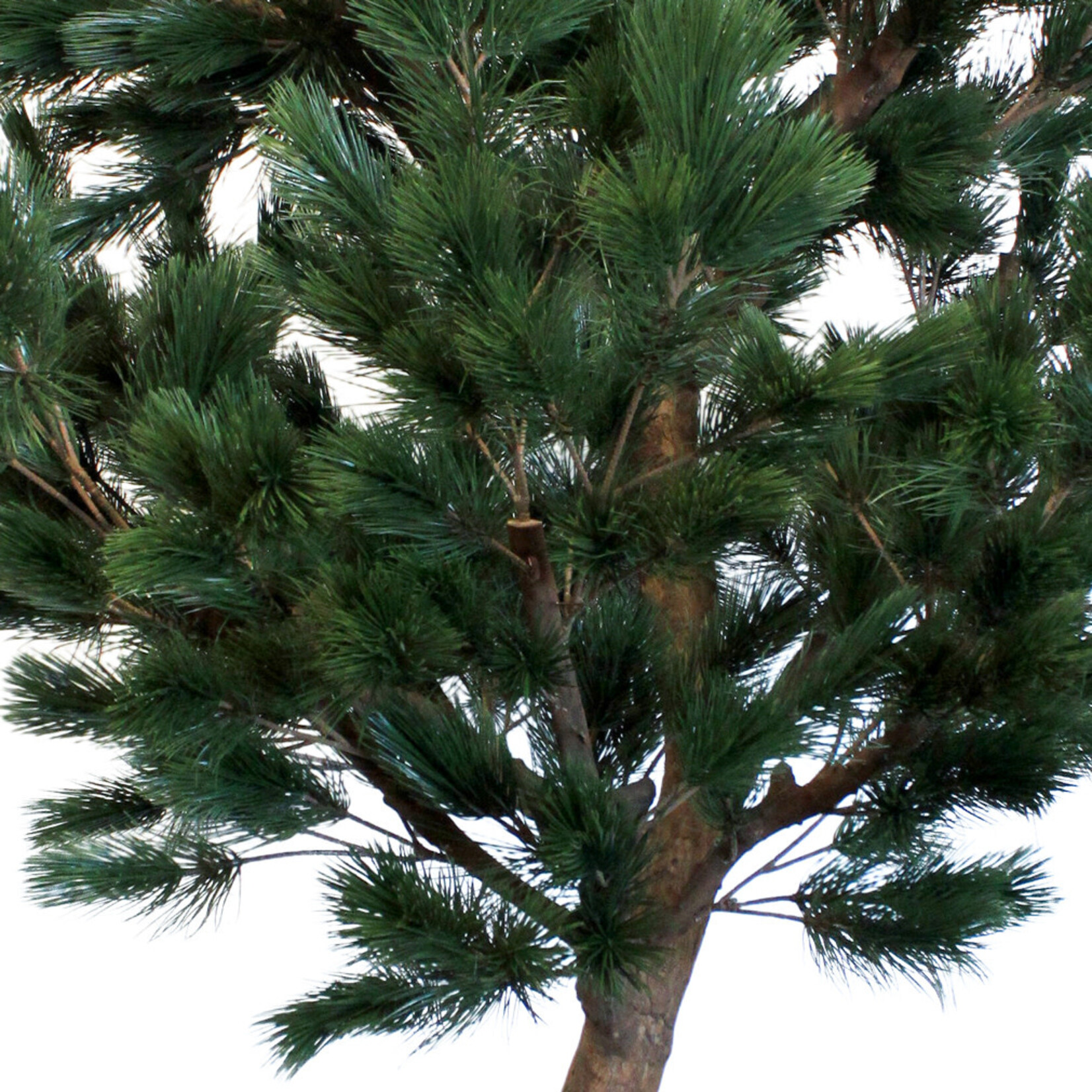 Pinus Kunstbaum Pinie, 250cm