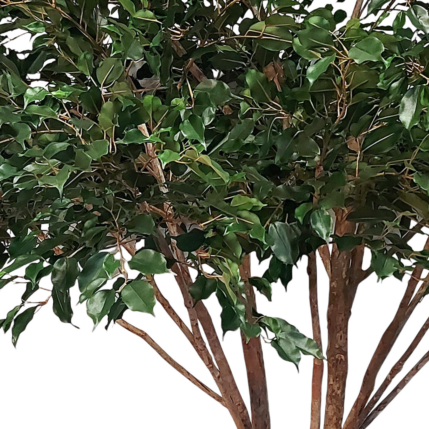 Ficus Kunstbaum Feige, 300cm