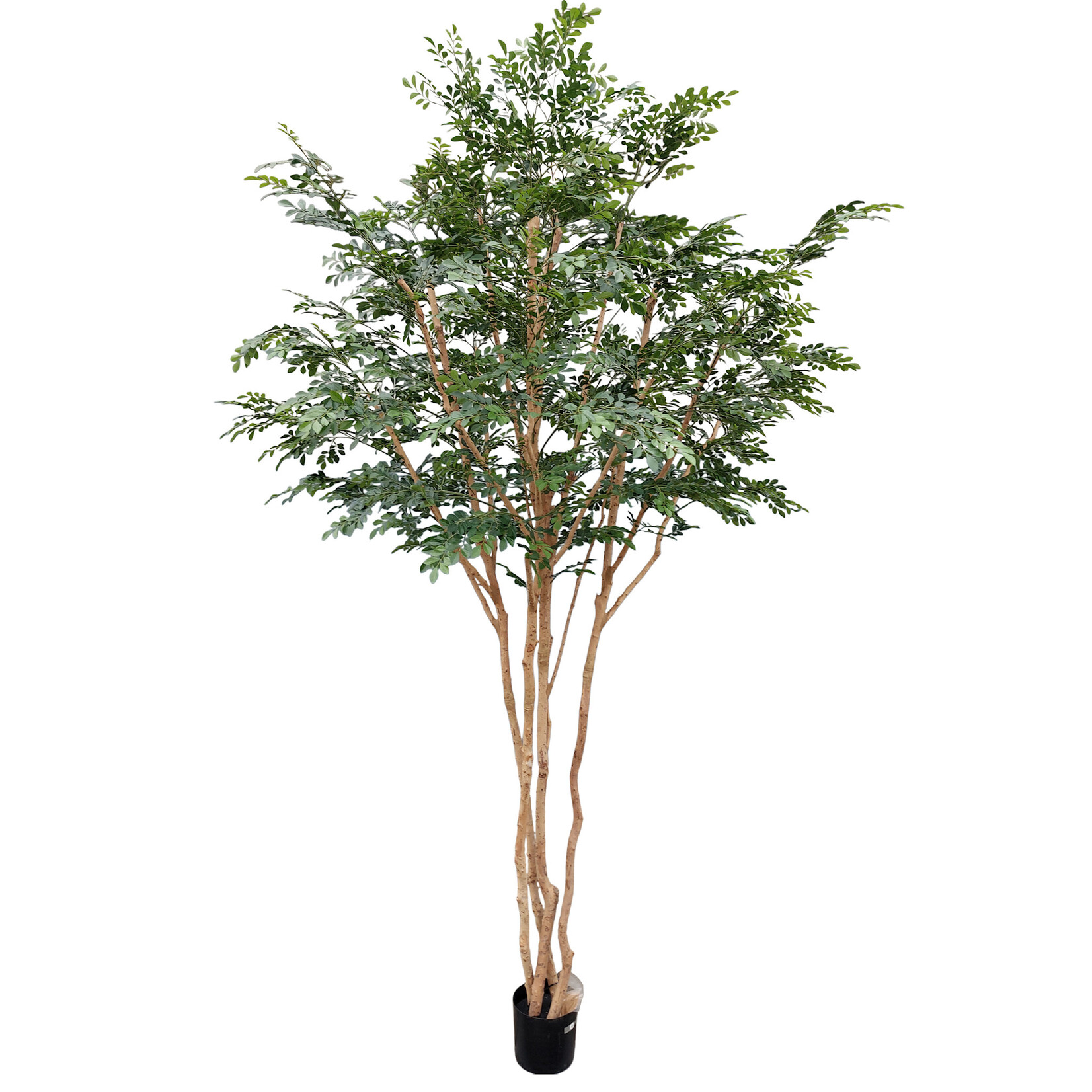 Murraye Kunstbaum Ahorn, 300cm