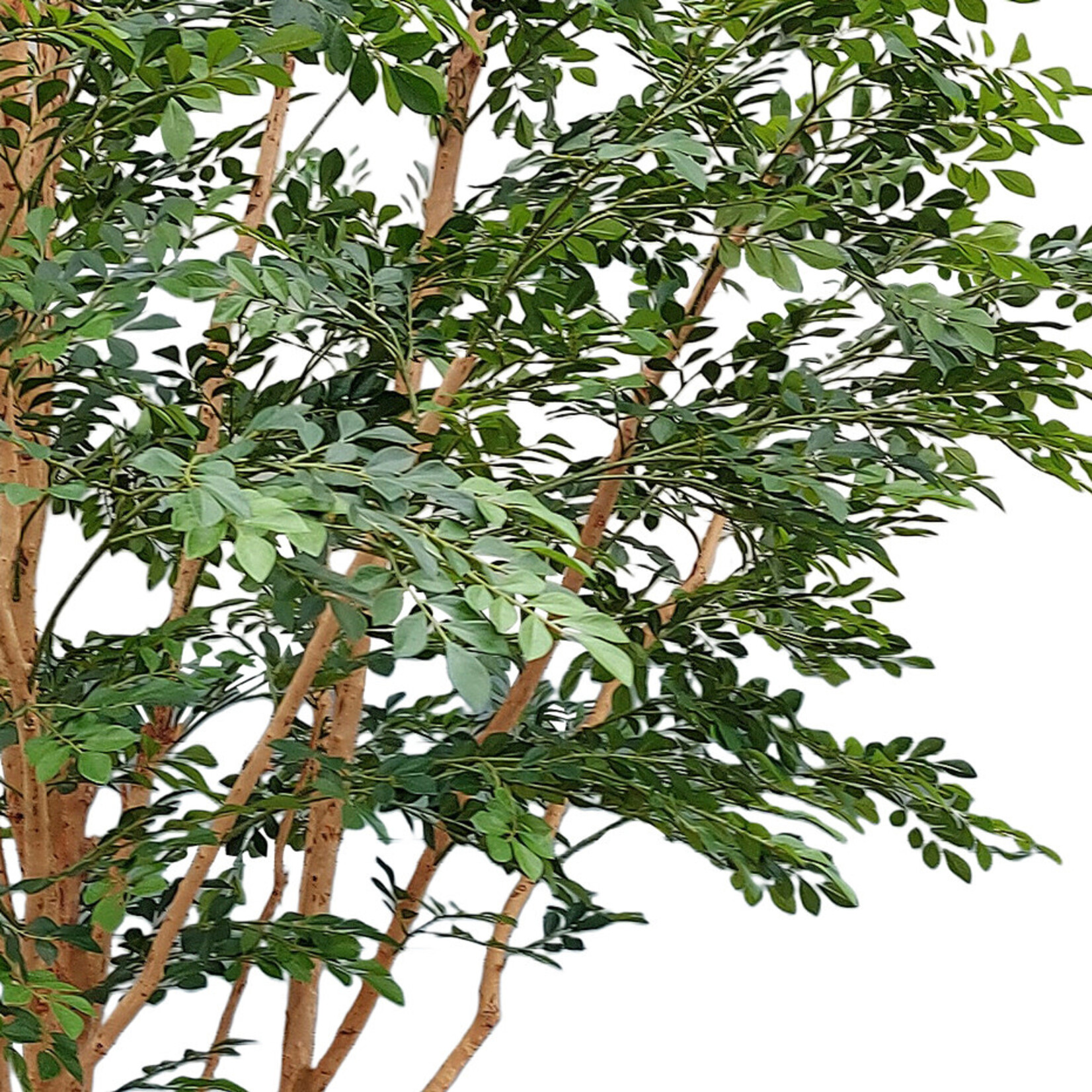 Murraye Kunstbaum Ahorn, 300cm
