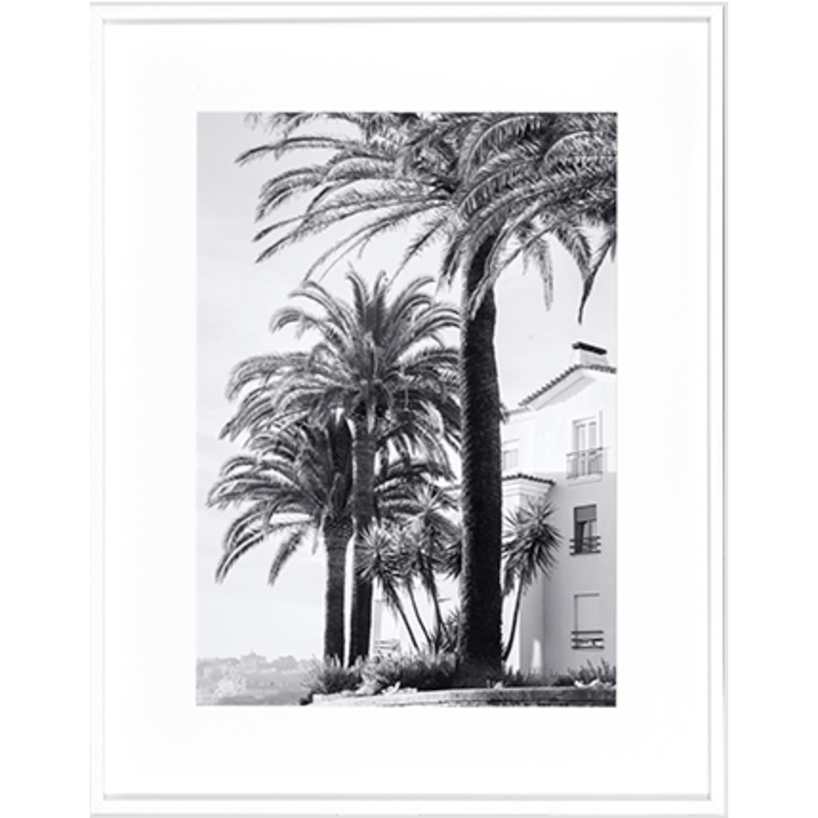 Bild Palmier B&WI  75x95cm