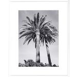 Bild Palmier B & WII  75xH95cm Rahmen weiss