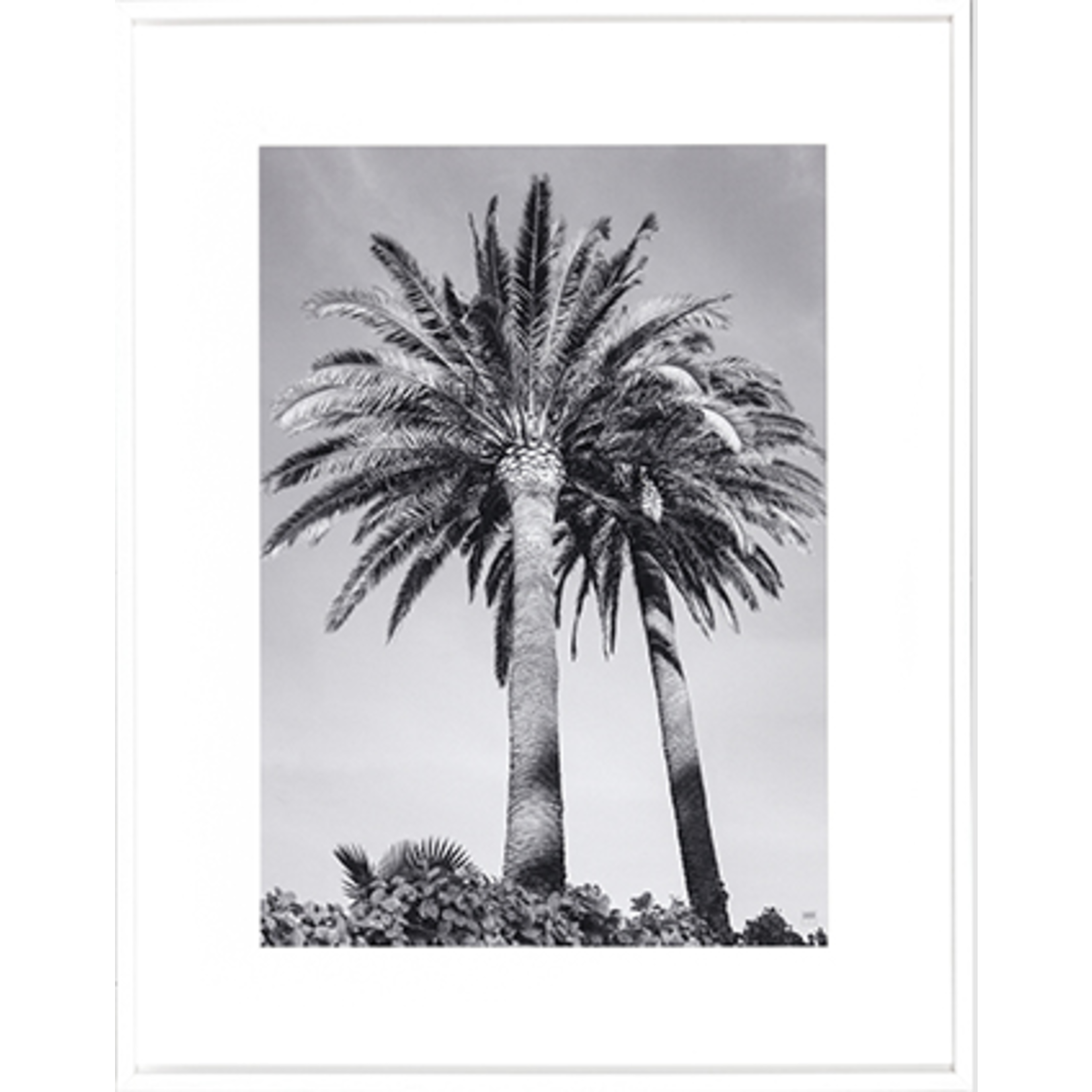 Bild Palmier B & WII  75xH95cm Rahmen weiss