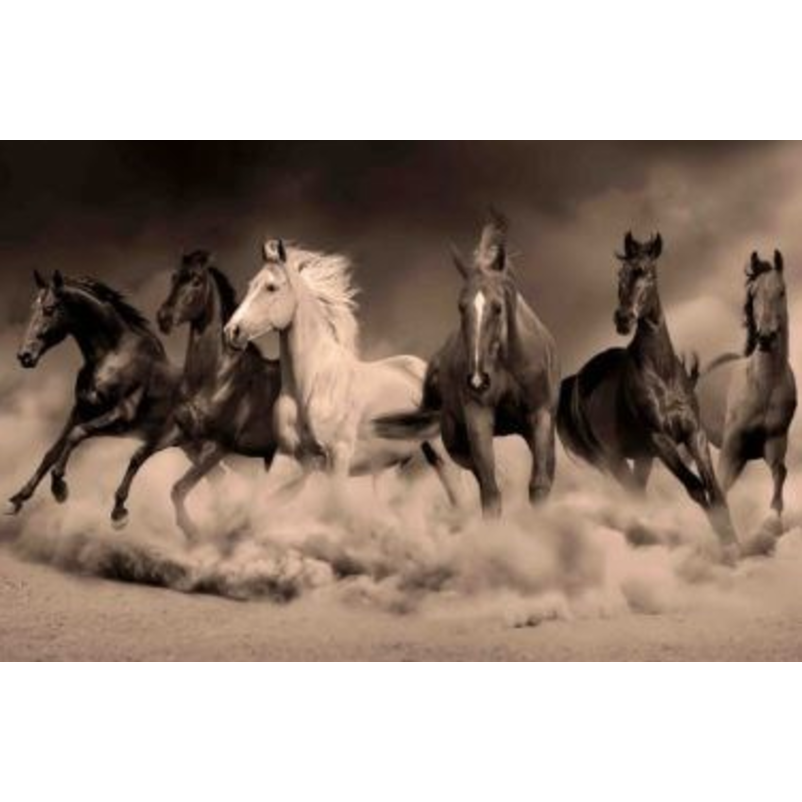Foto auf Plexiglas HORSES 100x150cm