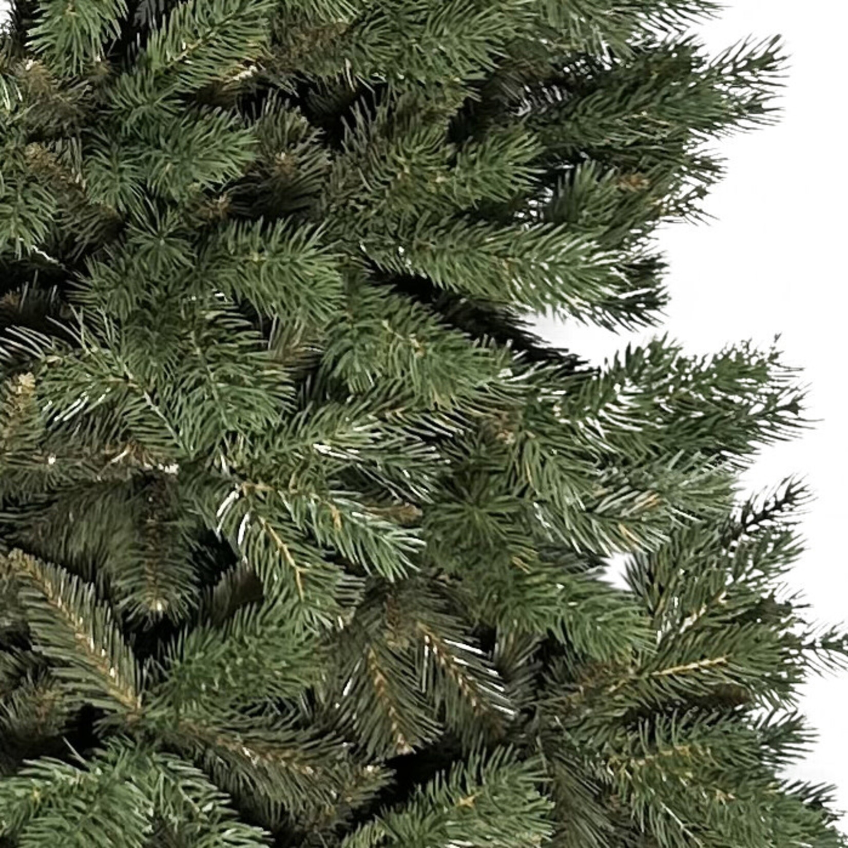 Tannenbaum Alpina 250cm, Pinie