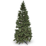 Tannenbaum Alpina 250cm, Pinie