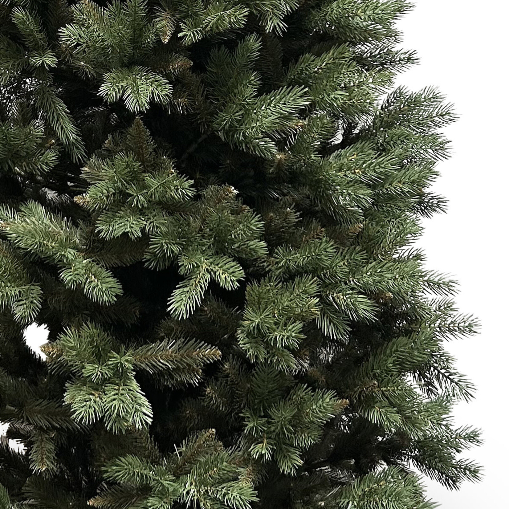 Tannenbaum Alpina 220cm, Pinie