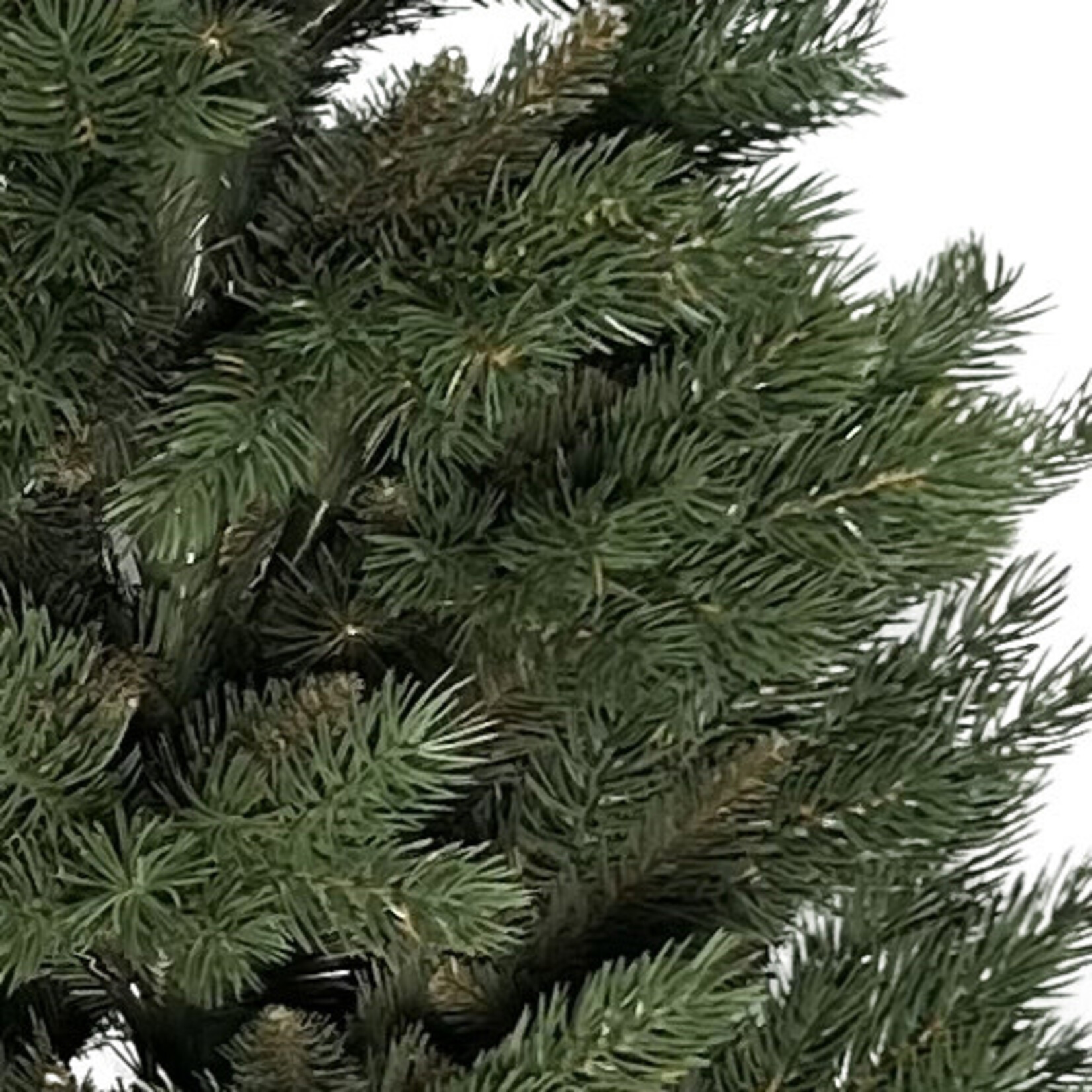 Tannenbaum Alpina 180cm, Pinie