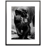 Bild Panter Schwarz/Weiss, gerahmt Schwarz, 90x70cm