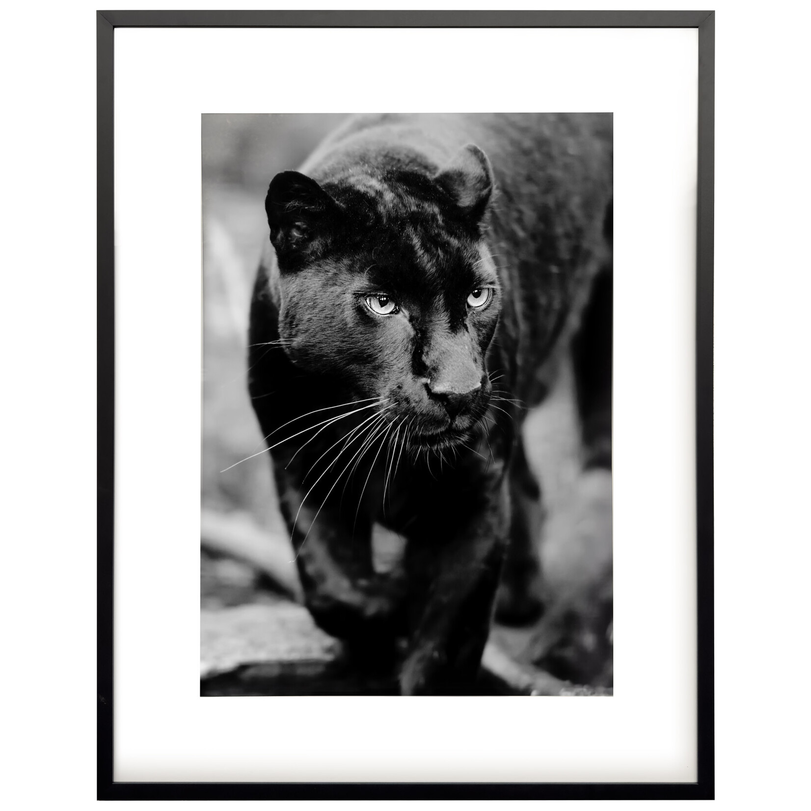 Bild Panter Schwarz/Weiss, gerahmt Schwarz, 90x70cm