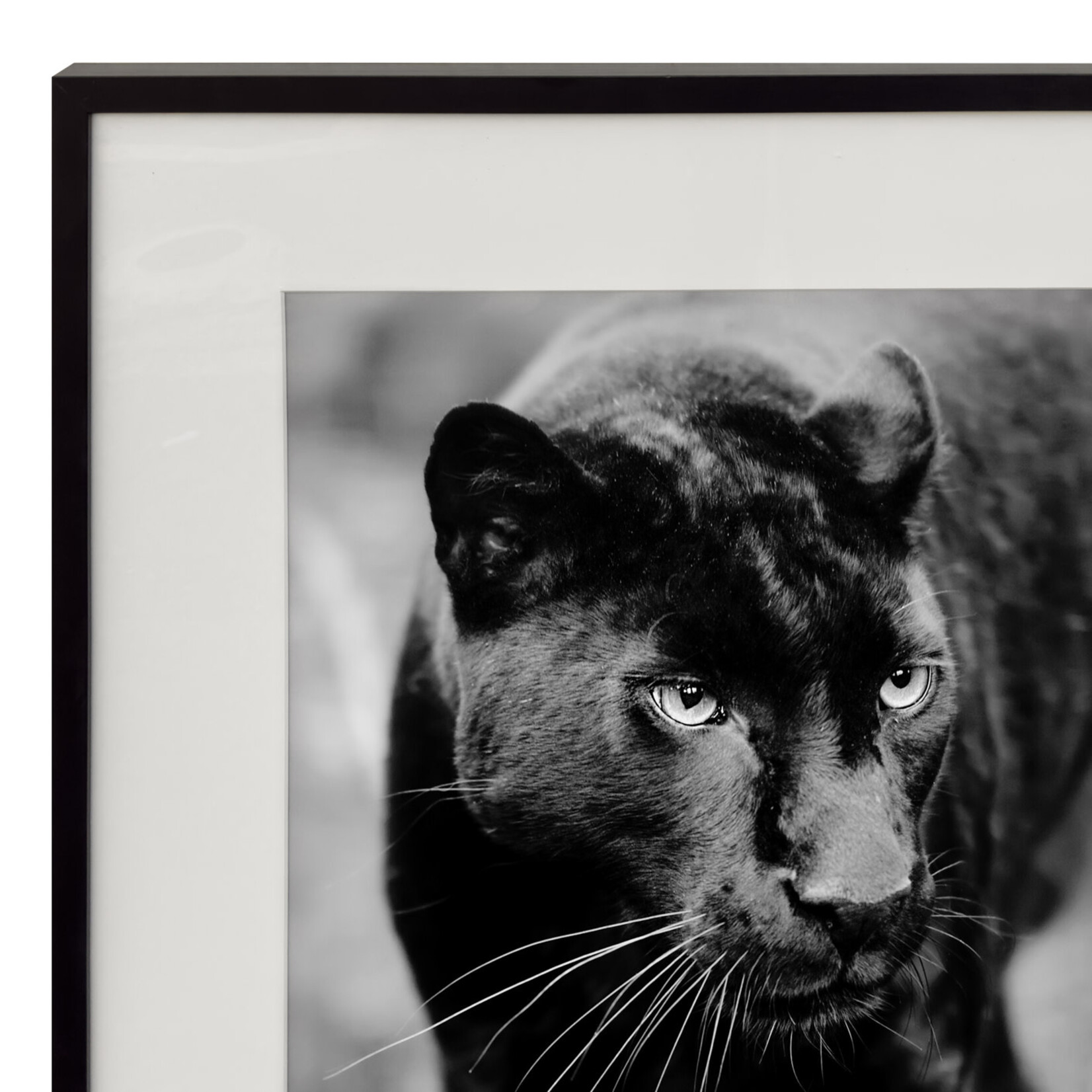 Bild Panter Schwarz/Weiss, gerahmt Schwarz, 90x70cm