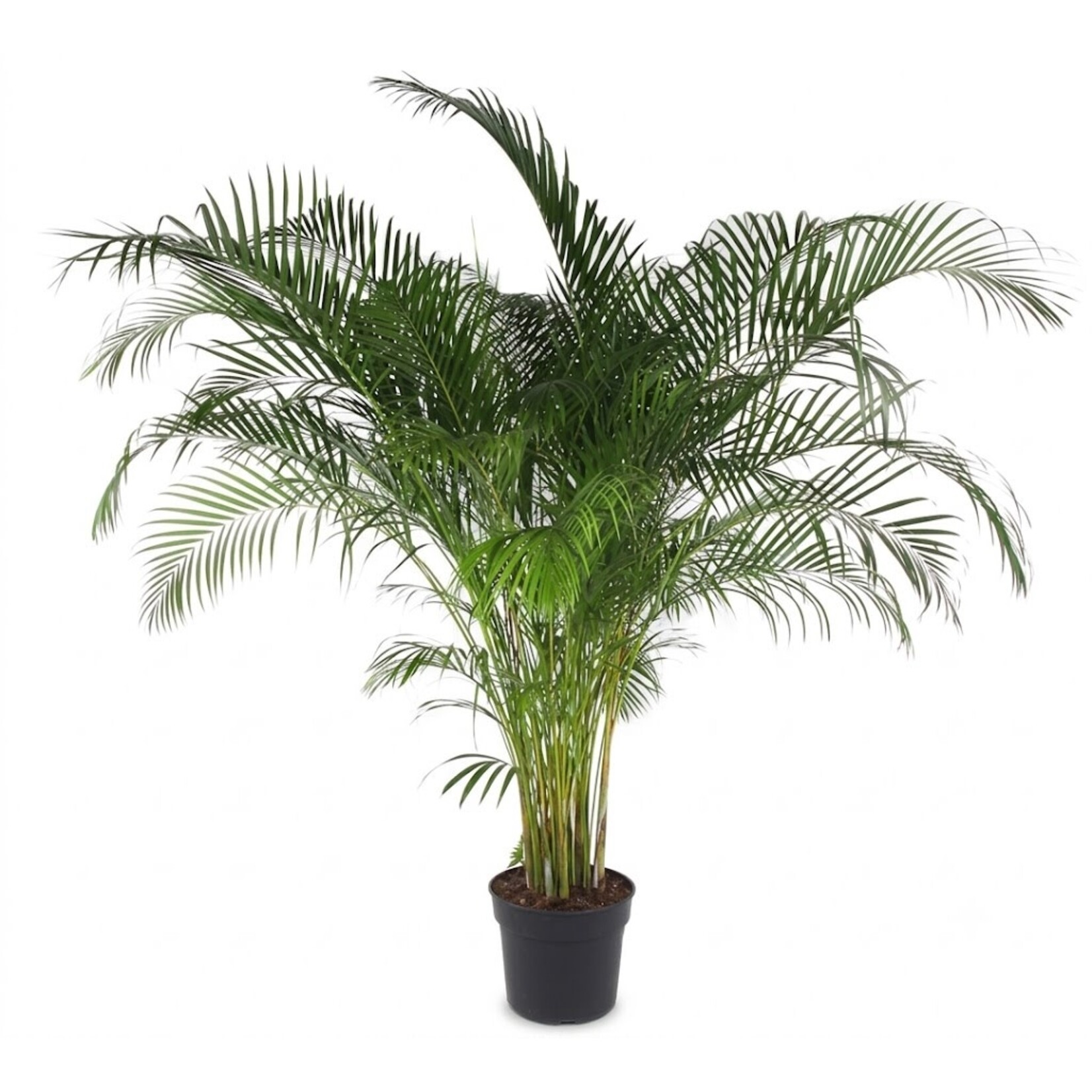 Goldfruchtpalme extra-gross 175xH300cm, Dypsis Areca lutencens