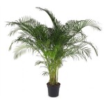 Goldfruchtpalme mittel 100xH240cm, Dypsis Areca lutencens