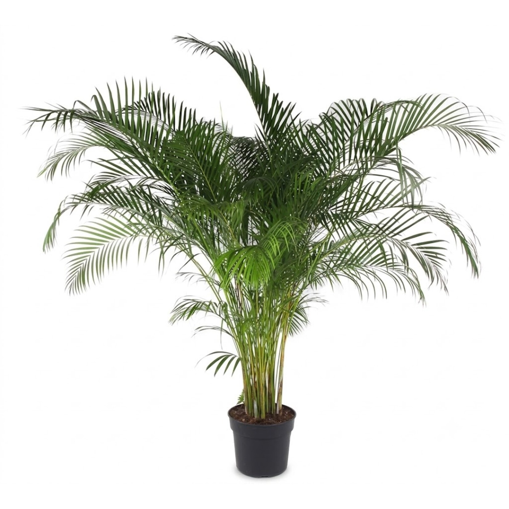Goldfruchtpalme gross 150xH265cm, Dypsis Areca lutencens