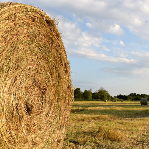 Kruidenhooi voor paarden en mulchhooi