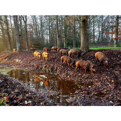 Varkensvlees van bosvarkens uit Nederlandse bossen