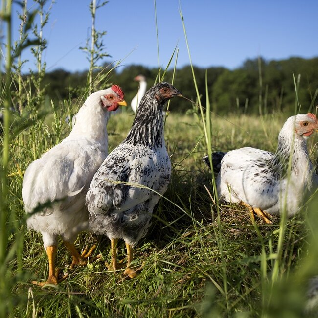 Workshop Natuurlijk kippen houden