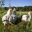 Workshop Natuurlijk kippen houden