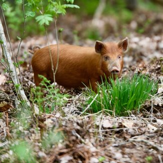 Workshop Natuurlijk varkens houden
