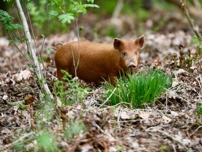 Workshop Natuurlijk varkens houden Workshop Natuurlijk varkens houden