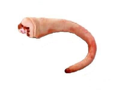 Boeren in het Bos Staart Bosvarken