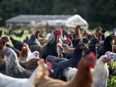 Dagcursus Natuurlijk kippen houden